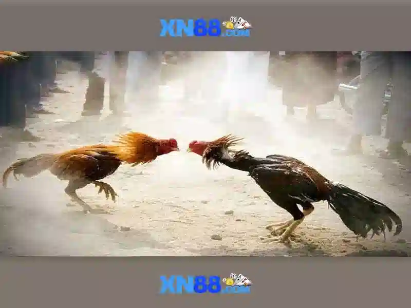 💎nha cai keo top💎 💎nha cai keo top💎